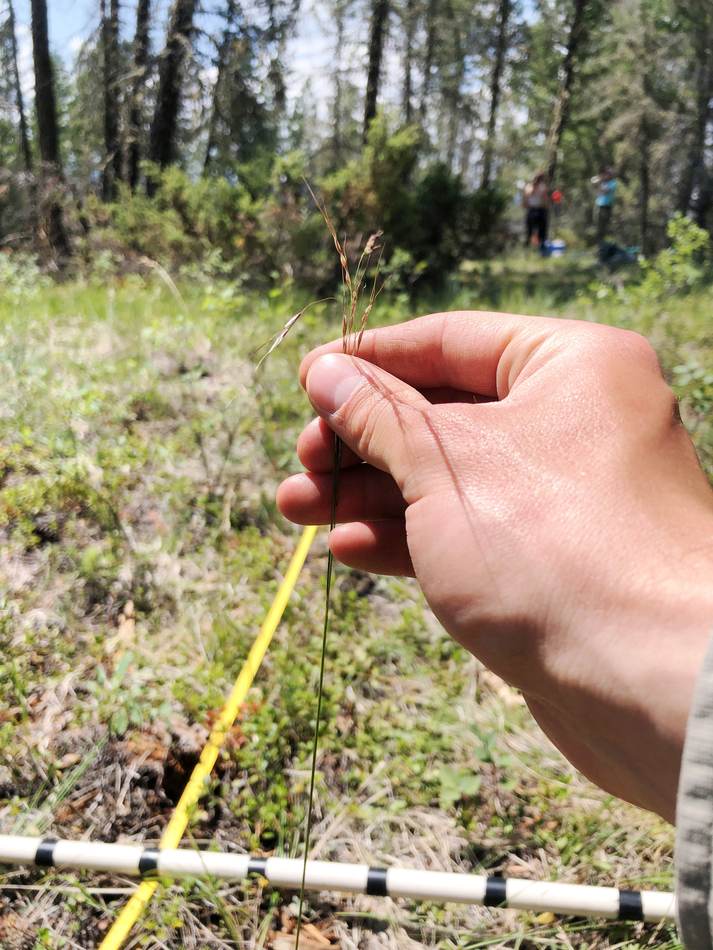 UBC Science Co-op student Markus Hanson holds sprigs of grass.