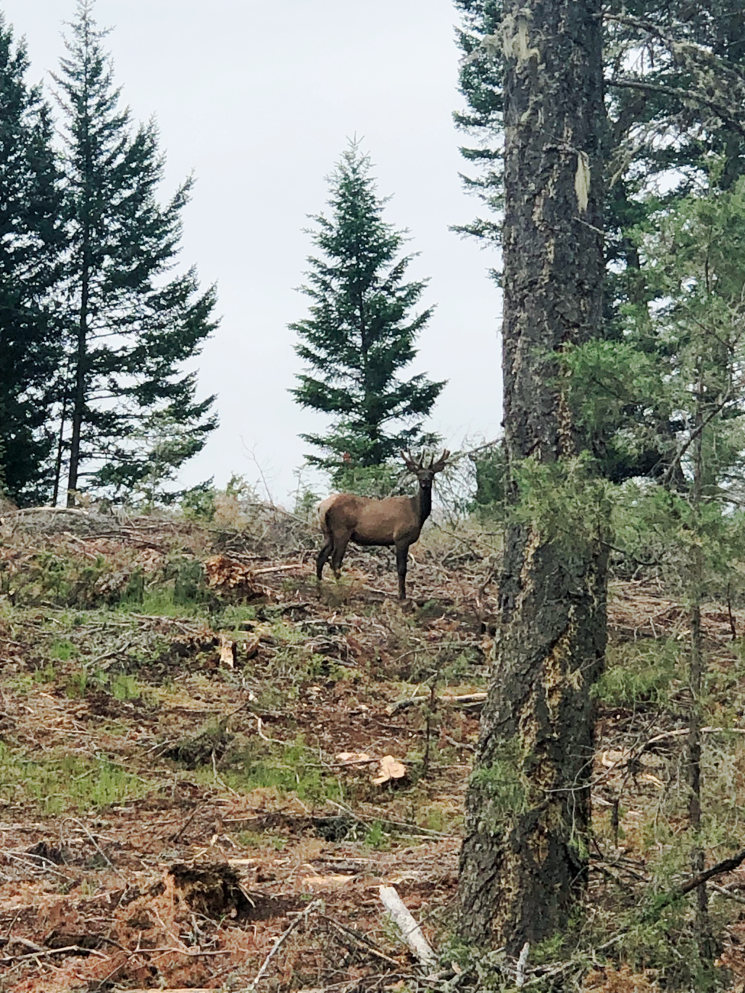 A buck deer stands on a hill in the forest.