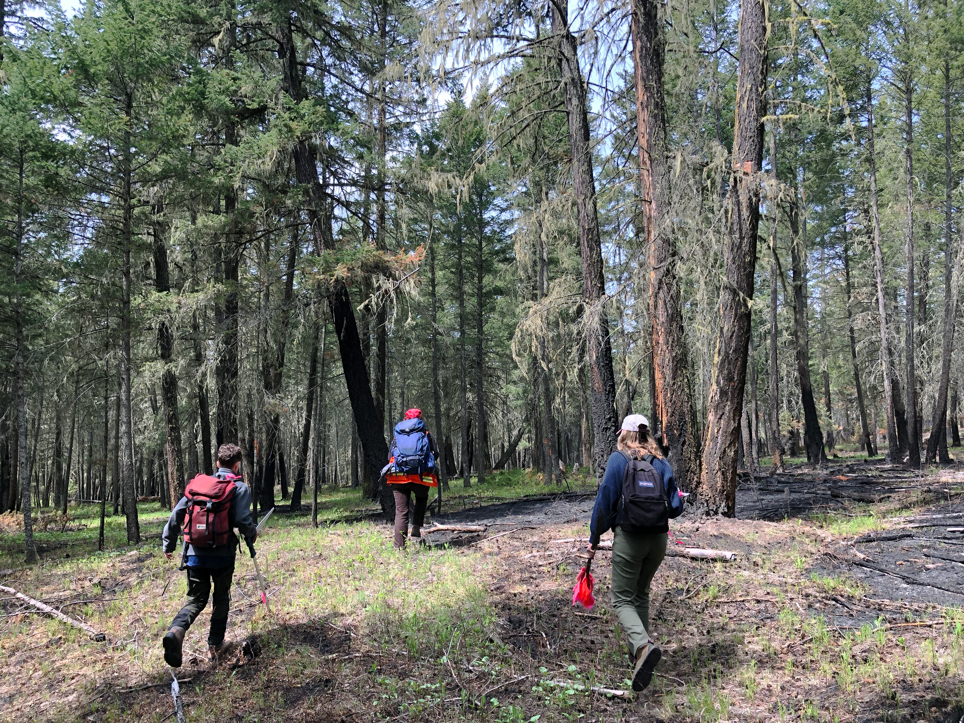 UBC Science Co-op student Markus Hanson hikes through the British Columbia woods with two colleagues.