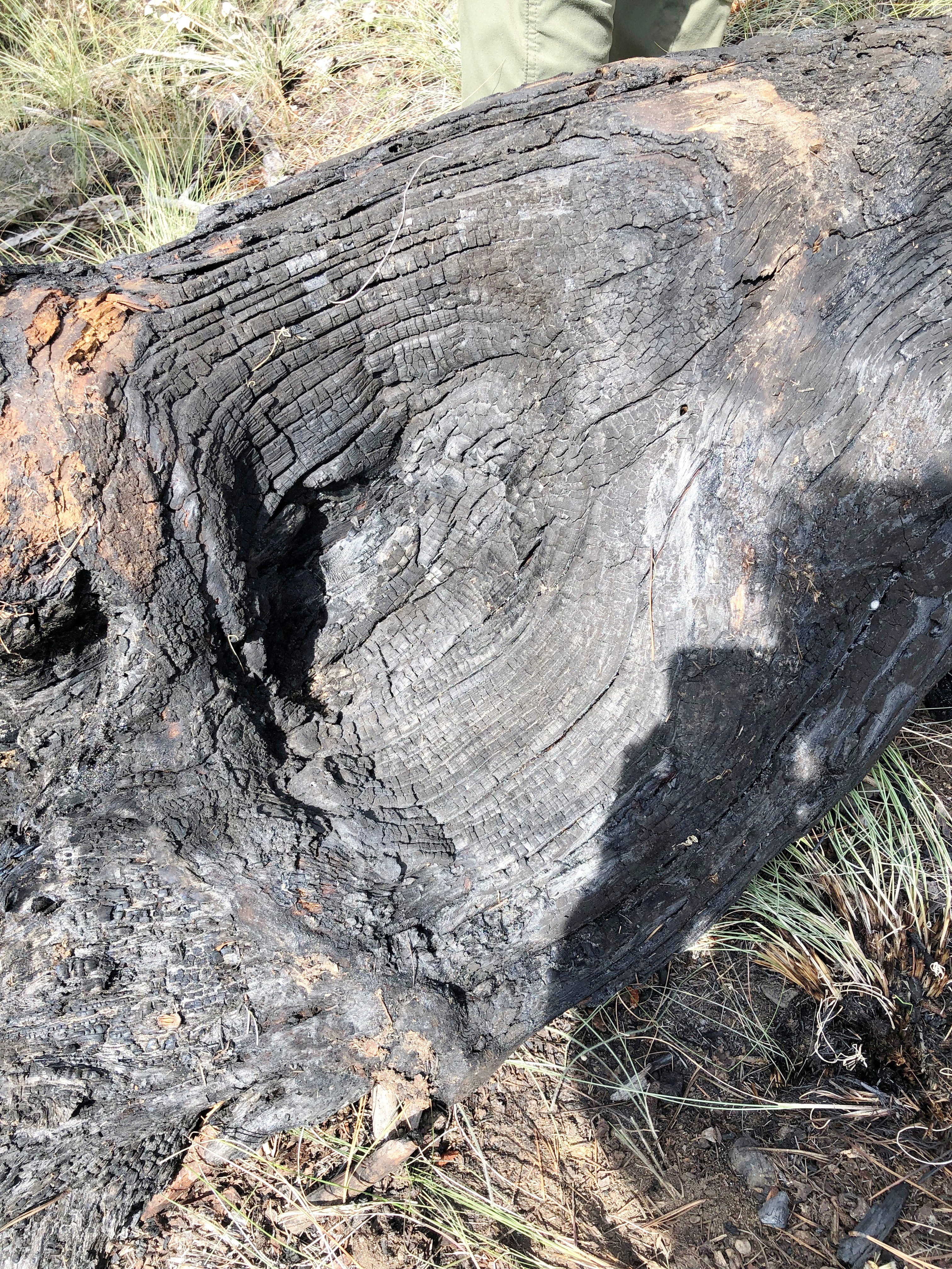 A charred log in the forest.