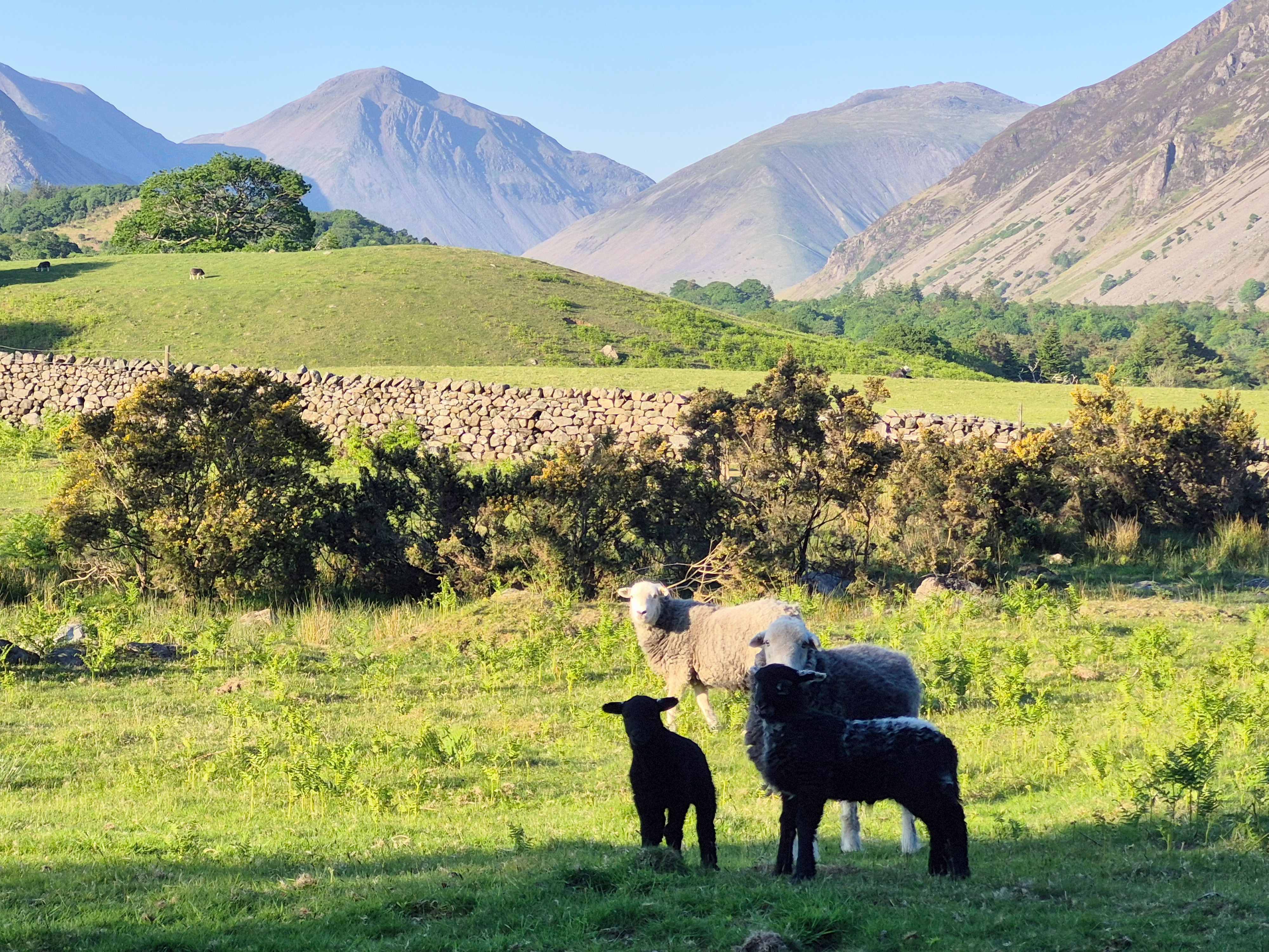 Four sheep stand in a field in front of rolling green hills.