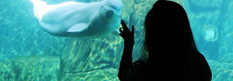 A woman looks inside an aquarium tank with a dolphin inside.
