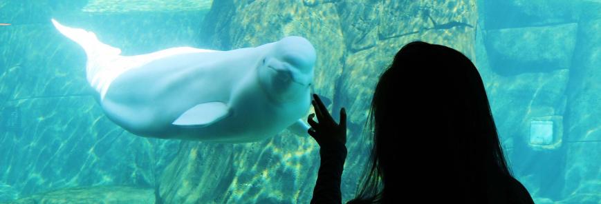 A Biology Co-op Student Touches a Tank Where a Beluga Whale Swims