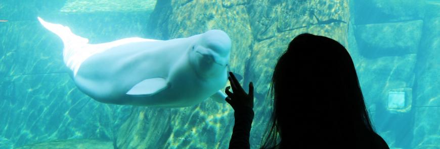 A person in silhouette touches the exterior of a glass aquarium while a beluga whale looks at them from inside